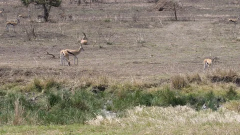 Herd of Thomson Gazelle Stock Footage 125497121