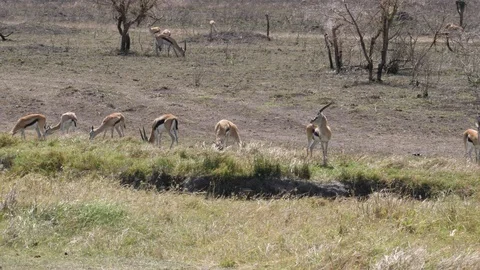 Herd of Thomson Gazelle Stock Footage 125497344
