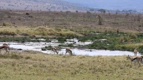 Herd  of Thomson Gazelles Stock Footage 125497685