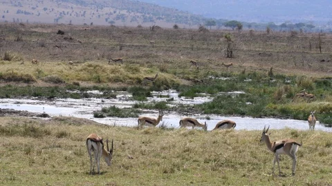 Herd of Thomson Gazelles Stock Footage 125497913