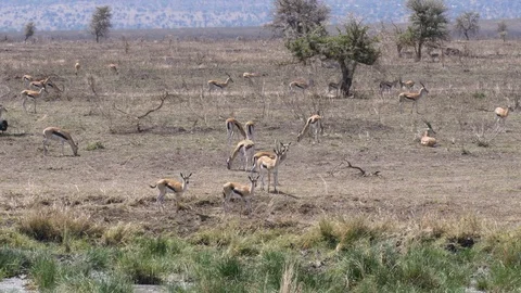 Herd of Thomson Gazelles Stock Footage 125498293