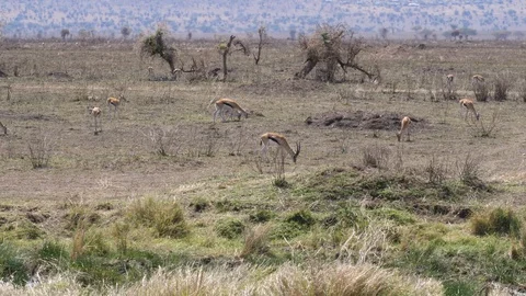 Herd of Thomson Gazelles Stock Footage 125498486