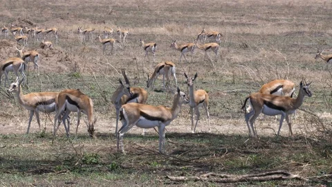 Herd of Thomson Gazelles Stock Footage 125532332