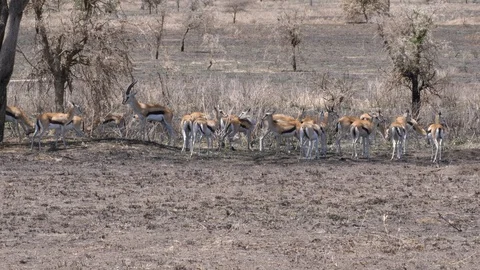 Herd of Thomson Gazelles Video stock 125532913