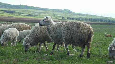 Herd of thoroughbred sheeps walking and looking at camera in countryside in Stock Footage 119891730