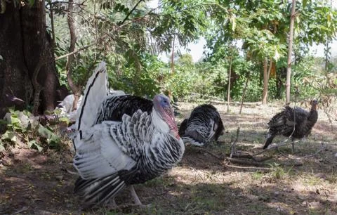 Herd of turkeys under a tree shade Stock Photos