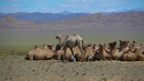 A herd of two-humped camels lie on the background of the mountains of Mongolia Stock Footage 116433637