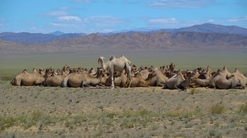 A herd of two-humped camels lie on the background of the mountains of Mongolia Stock-Footage 116433656