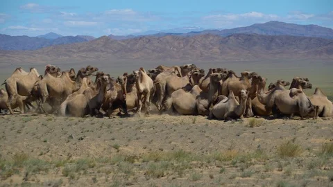 A herd of two-humped ones rise after resting on the background of the mountains Stock Footage 116433760