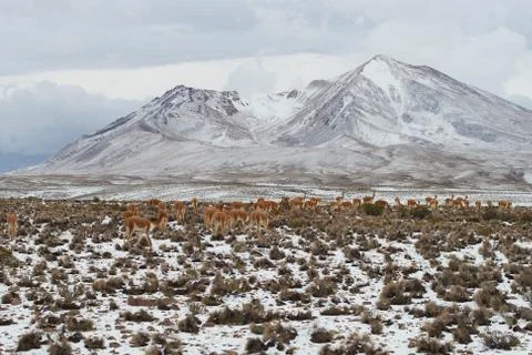 Herd of Vicuna Foto stock