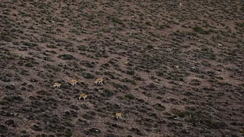 Herd of vicunhas running along the mountain slope near Cotacotani lake Видео 344542730