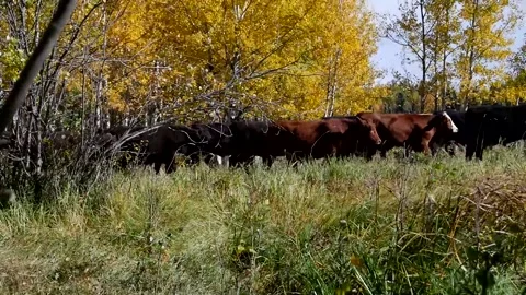 Herd Walking Fall Colours Stock Footage 153240304