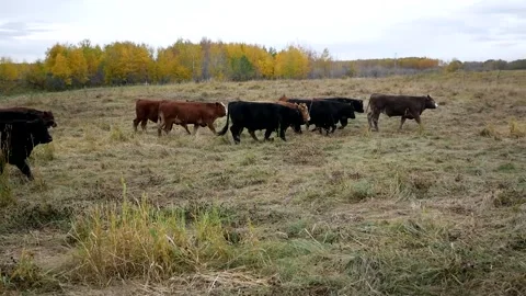 Herd Walking Some Fall Colours 스톡 동영상 153240326
