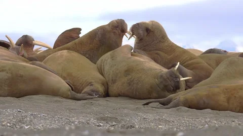 A herd of walruses Resting on shore. North Pole, Spitsbergen, Svalbard Norway. 스톡 동영상 135246777