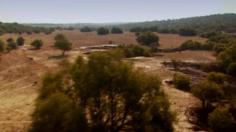 Herd of warthog running in grassland at ranch Stock-Footage 54590679