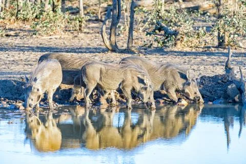 Herd of warthogs drinking water in a dam Fotos de archivo