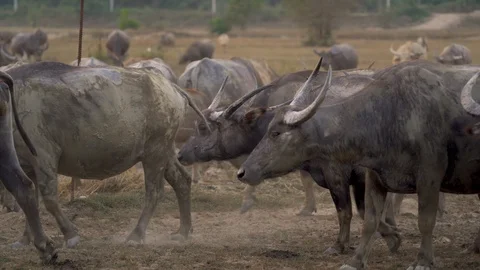 Herd of water buffalo Stock Footage 113350011