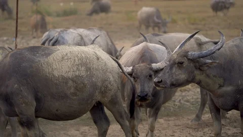 Herd of water buffalo Stock Footage 113351726