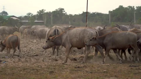 Herd of water buffalo Stock Footage 113383017