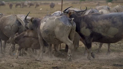 Herd of water buffalo Stock Footage 113383309