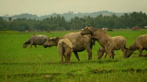 A herd of water buffalo Stock Footage 310037626