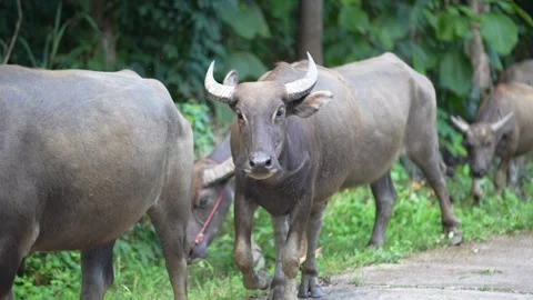 A herd of water buffalo Stock Footage 344709290