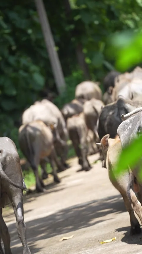 A herd of water buffalo Stock Footage 344709385