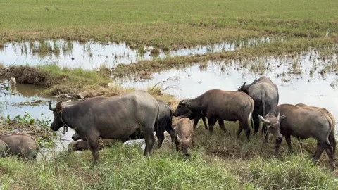 Herd of water buffalo wading through marshy wetland grassland under soft Stock Footage 322166536