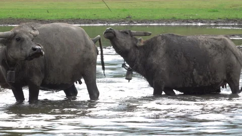 The herd of water buffaloes heads down to the riverbank for a refreshing di.. Stock Footage 315437018