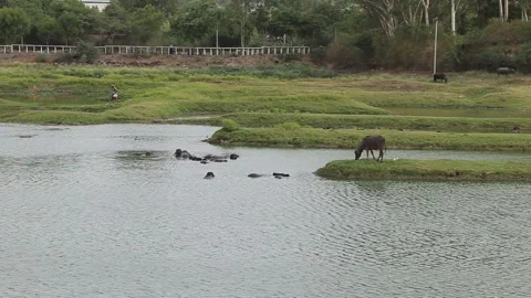 Herd of water buffaloes taking a bath in a pond water, grazing buffalo. Stock Footage 153928150