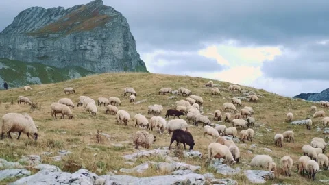 Herd of white and black sheep grazing on hillside in Durmitor National Park Video stock 342728777