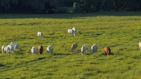 A herd of white and brown cows grazing in a lush green field under natural Stock Footage 346676092