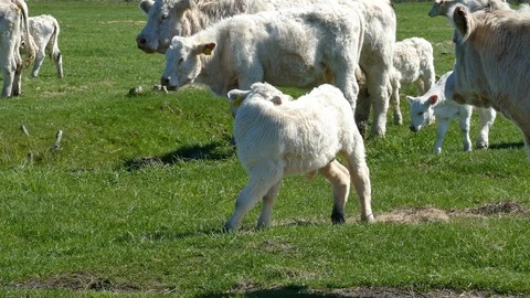 Herd of white catle Video stock 95252936