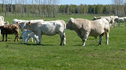 Herd of white catle 動画素材 95253284