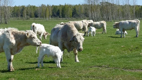 Herd of white catle Video stock 95253614