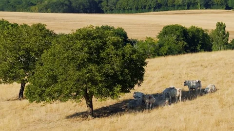 A herd of white Charolais cows rests and grazes under the shade of a tree on a Stock Footage 346672209