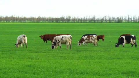 Herd of white cows with black spots grazes on a lush green meadow. Agricultural Video stock 326037107