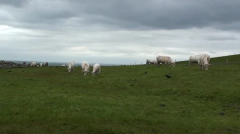 Herd of White Cows at Cliff of Moher 01 Vídeos de archivo 40337266