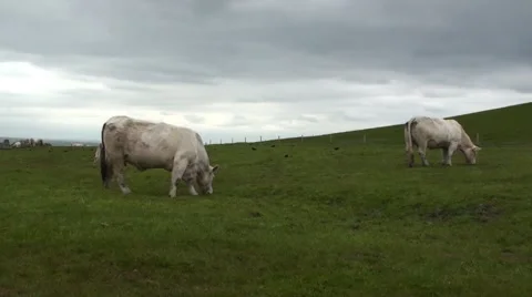 Herd of White Cows at Cliff of Moher 02 Vídeos de archivo 40337377