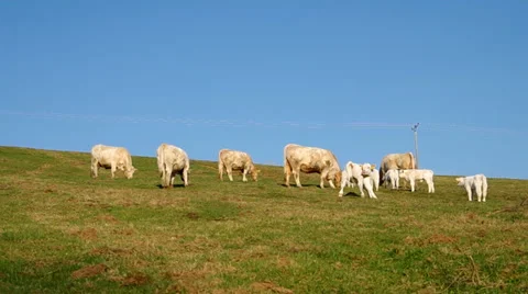 Herd of white cows Stock Footage 36535698