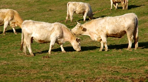 Herd of white cows Stock Footage 36537340