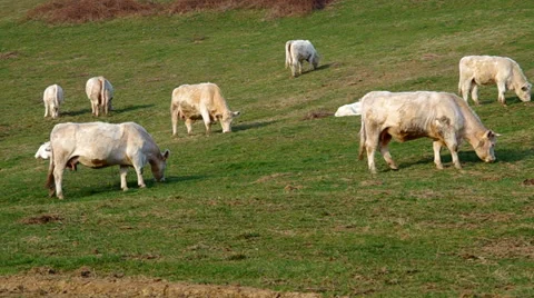 Herd of white cows Stock Footage 36538090