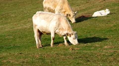 Herd of white cows Stock Footage 36538474