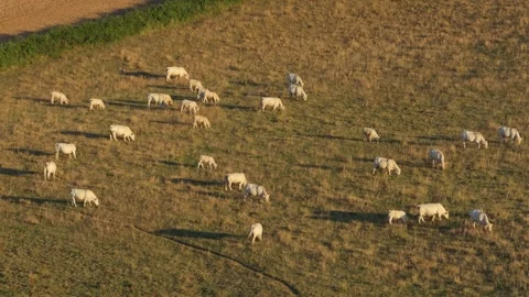 A herd of white cows grazing on a dry grassy pasture in Nievre, France. The cows Stock Footage 346721000