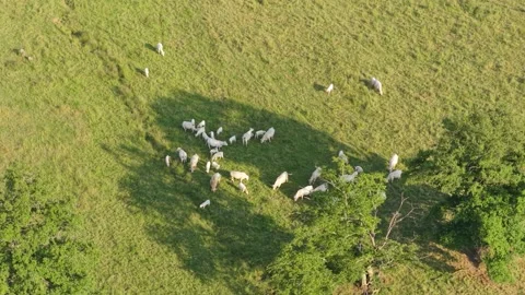 A herd of white cows grazing on a lush green pasture in Nievre, France. The cows Stock Footage 346716305