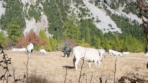 Herd of white cows grazing in a mountain valley in the European Alps Stock Footage 81500491