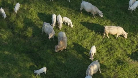 A herd of white cows grazing peacefully in a lush green pasture in Nievre Stock Footage 346714072