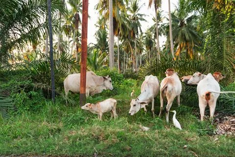 A herd of white cows grazing peacefully on lush green grass inside a dense .. Stock Photos