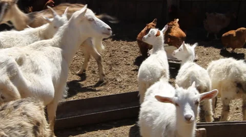 Herd of white goats Video stock 40493550