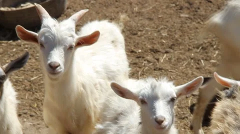 Herd of white goats Stock Footage 40493591